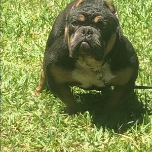 Meet your Posher, Torrey